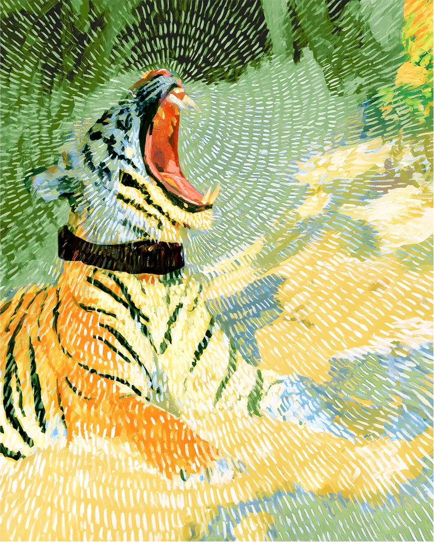 A painted tiger in a radio collar, mouth open in a yawn